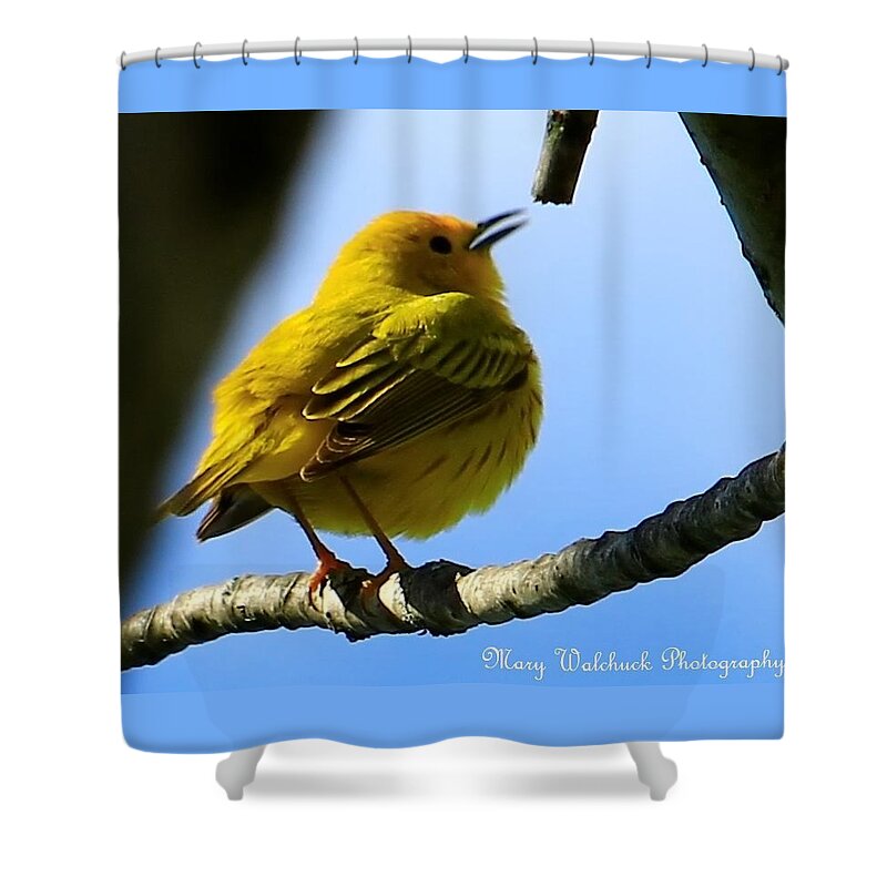 Yellow Warbler Shower Curtain featuring the photograph Yellow Warbler Singing in the Spotlight by Mary Walchuck