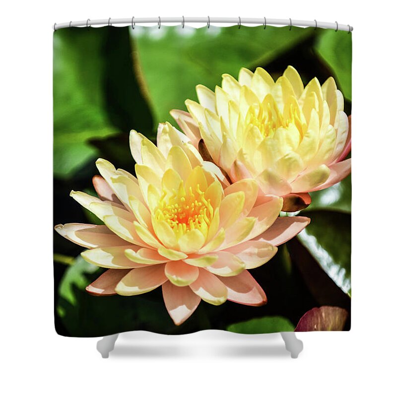 Yellow Water Lilies Sprout From The Pond And Green Vegetation Around Them Plants Water Flowers Pedals Sun Sunshine Light Shower Curtain featuring the photograph Yellow Water Lilies by Ed Stokes