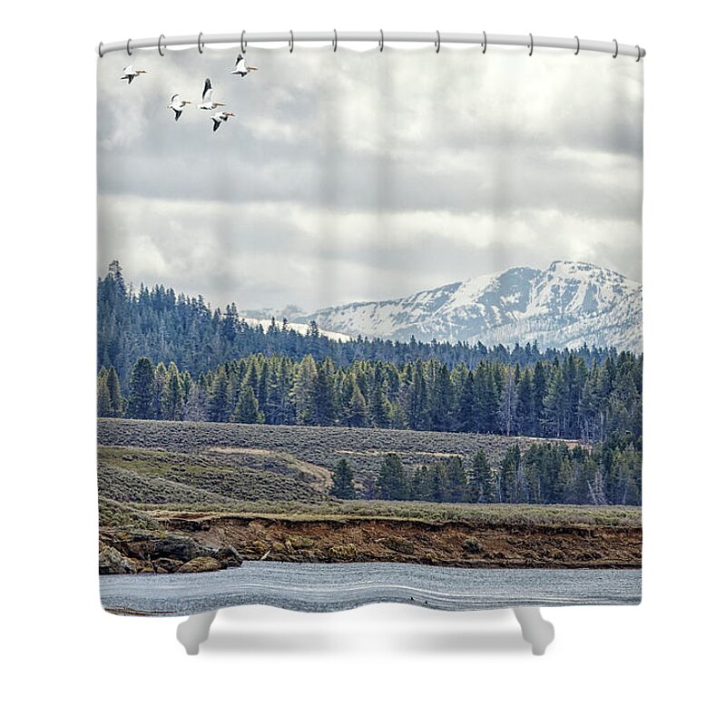 Pelican Shower Curtain featuring the photograph Yellowstone Flight by Natural Focal Point Photography