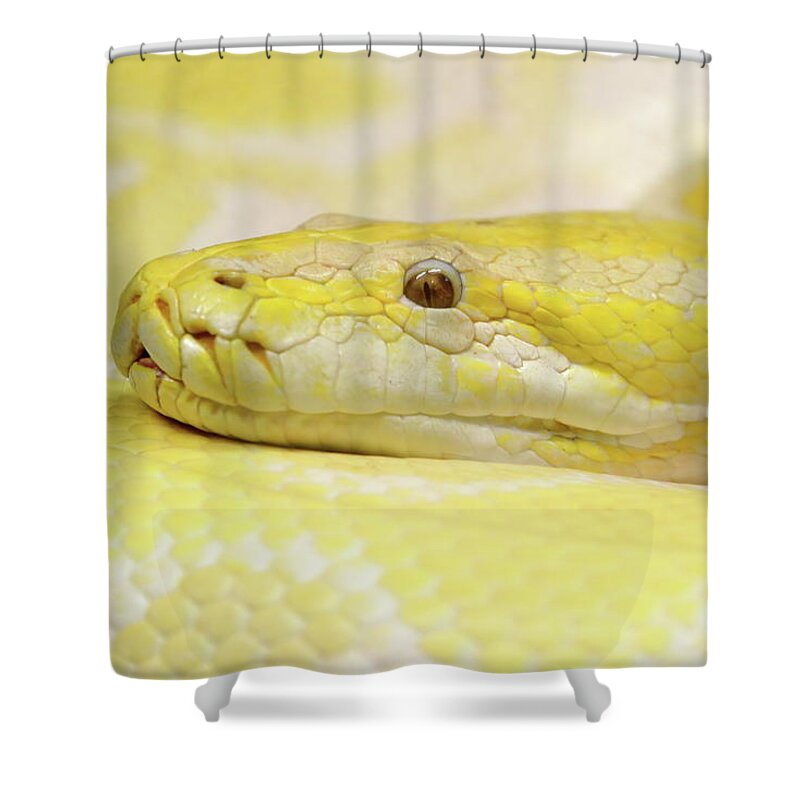 Python Shower Curtain featuring the photograph Yesssss Yellow by Lens Art Photography By Larry Trager