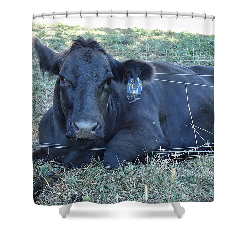 Wildlife Shower Curtain featuring the photograph Yo7 Caught in Fence by Russ Considine