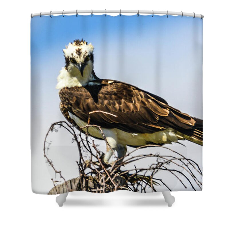 Osprey Shower Curtain featuring the photograph You Looking at Me? by Addison Likins