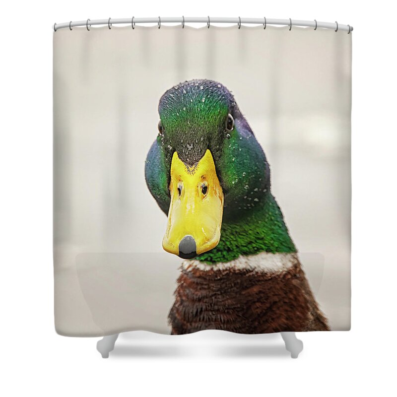 Allard Shower Curtain featuring the photograph You Looking at Me by Bob Decker