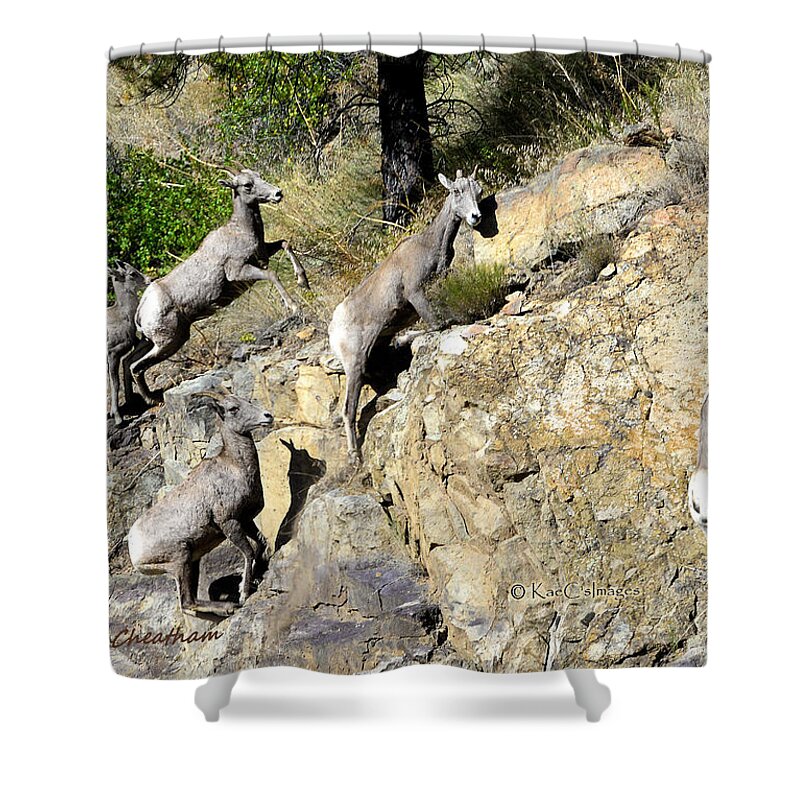 Wild Sheep Shower Curtain featuring the photograph Young Bighorn Sheep by Kae Cheatham