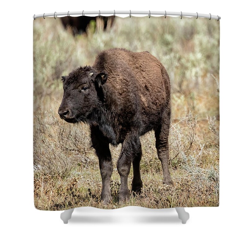 Bison Shower Curtain featuring the photograph Young Bison at Yellowstone by Belinda Greb