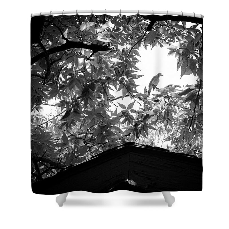 Bluejays Shower Curtain featuring the photograph Young Bluejay with its Parent by W Craig Photography