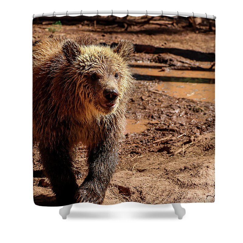 2020 Shower Curtain featuring the photograph Young Grizzly Bear by Dawn Richards