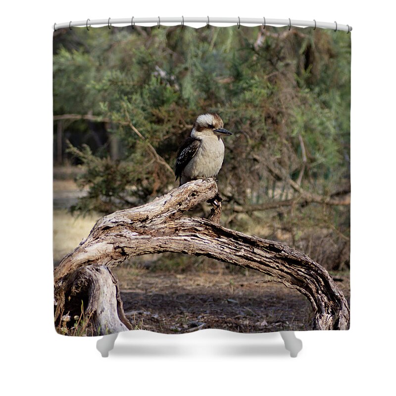 Kookaburra Shower Curtain featuring the photograph Young Kookaburra by Tania Read