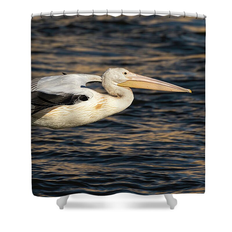 American White Pelican Shower Curtain featuring the photograph Young Pelican 2016-7 by Thomas Young