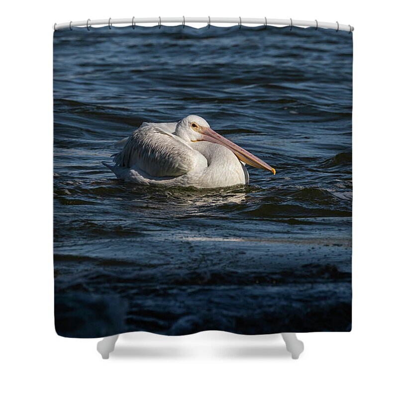 American White Pelican Shower Curtain featuring the photograph Young Pelican 2016-9 by Thomas Young
