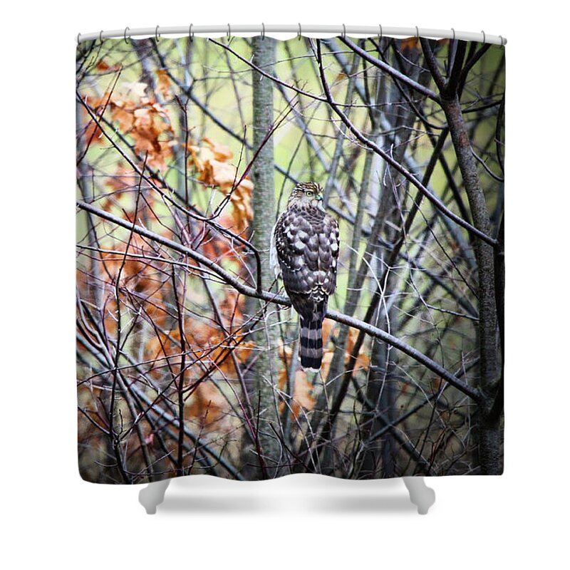 Coopers Hawk Shower Curtain featuring the photograph Coopers Hawk #2 by Scott Burd