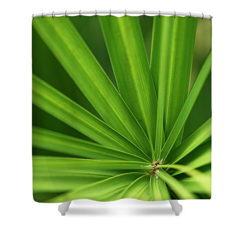 Yucca Shower Curtain featuring the photograph Yucca abstract by Karen Rispin