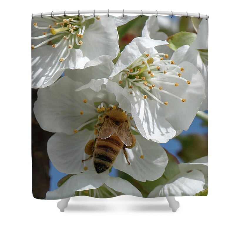 Bee Shower Curtain featuring the photograph Yummmm by Leslie Struxness