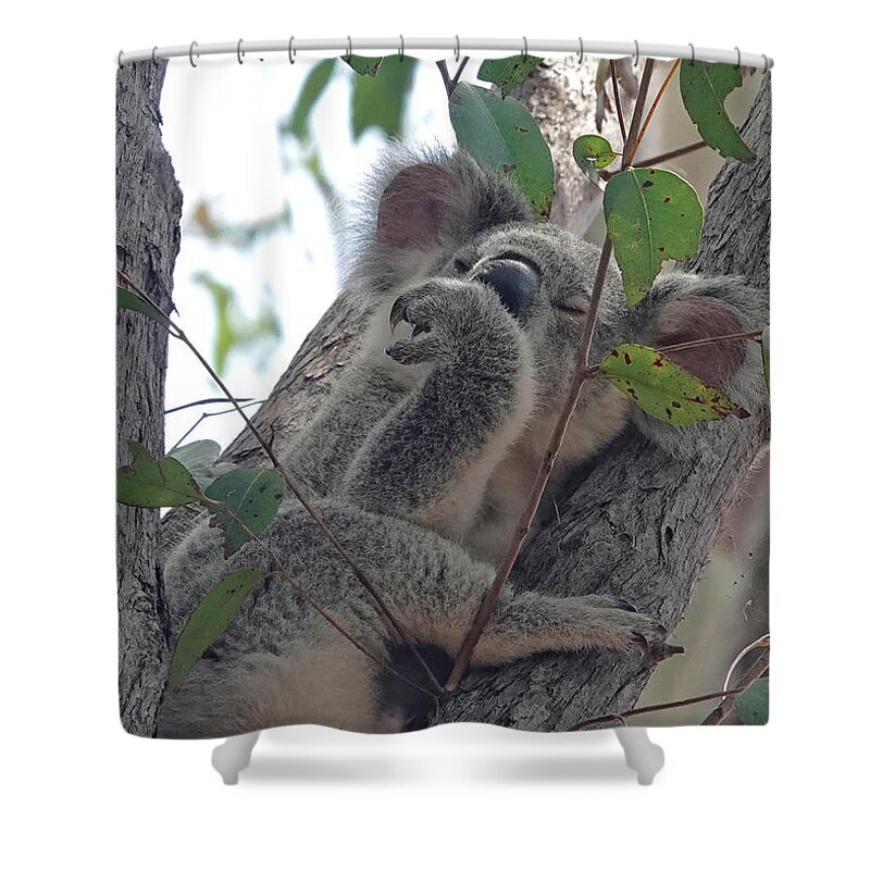 Animals Shower Curtain featuring the photograph Yummy Gum Leaves by Maryse Jansen