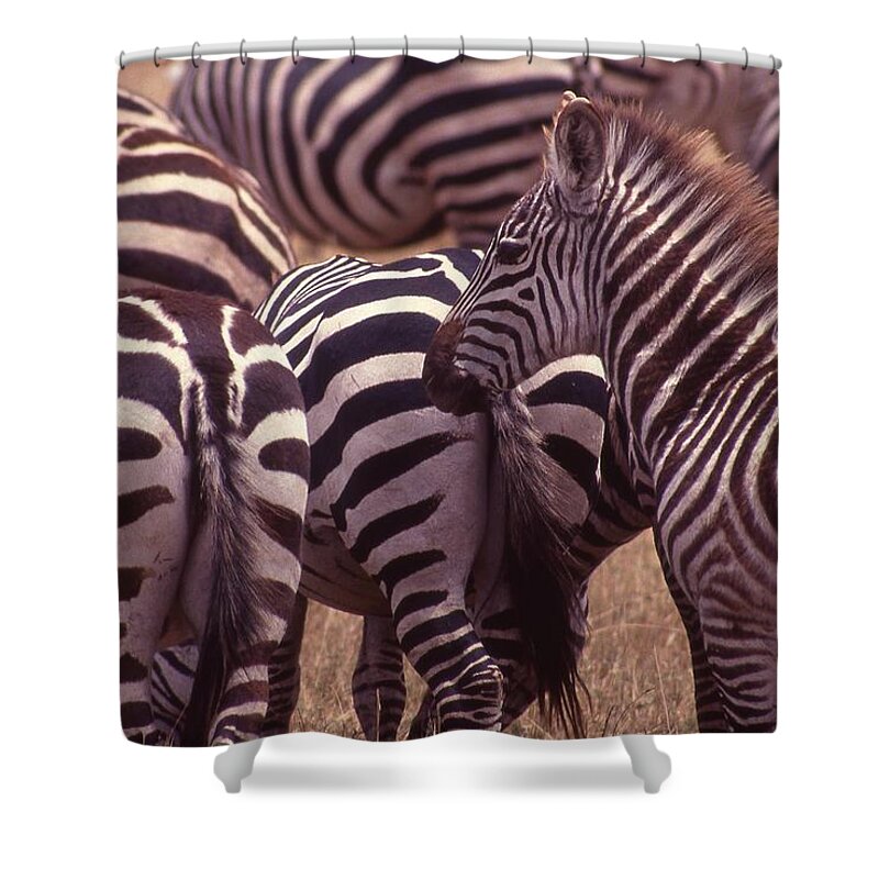 Africa Shower Curtain featuring the photograph Zebra Butts Head by Russel Considine