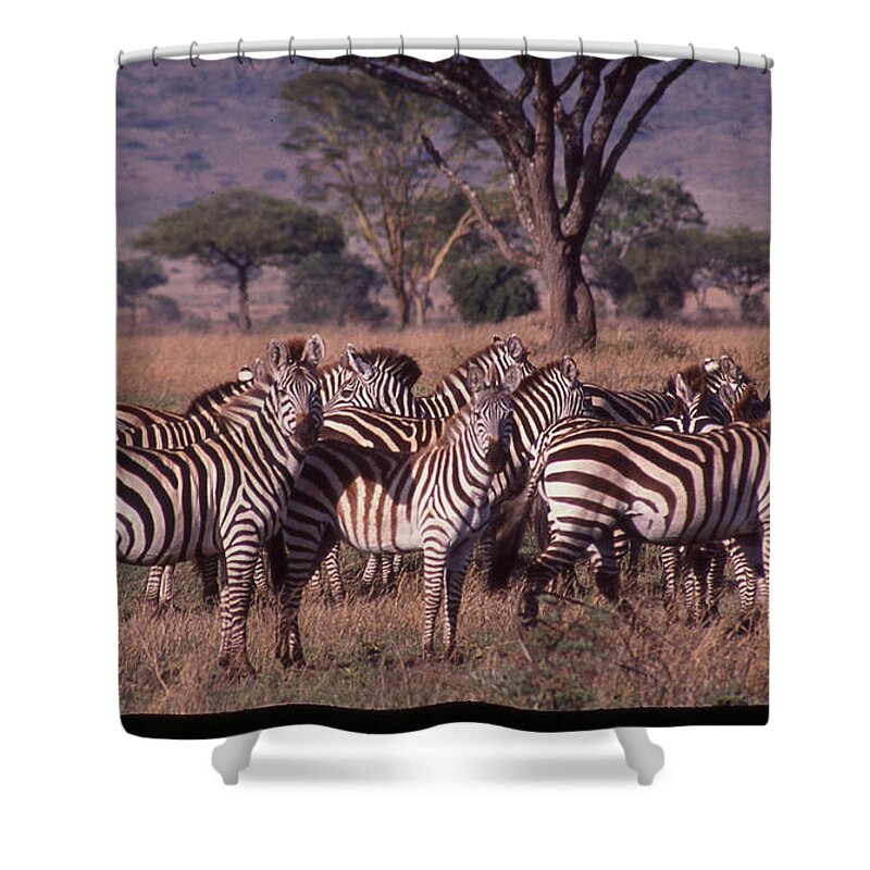 Africa Shower Curtain featuring the photograph Zebra Herd by Russ Considine