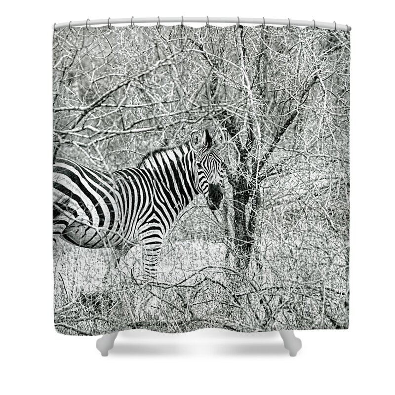 Zebra Shower Curtain featuring the photograph Zebra In The Bush by Tom Watkins PVminer pixs