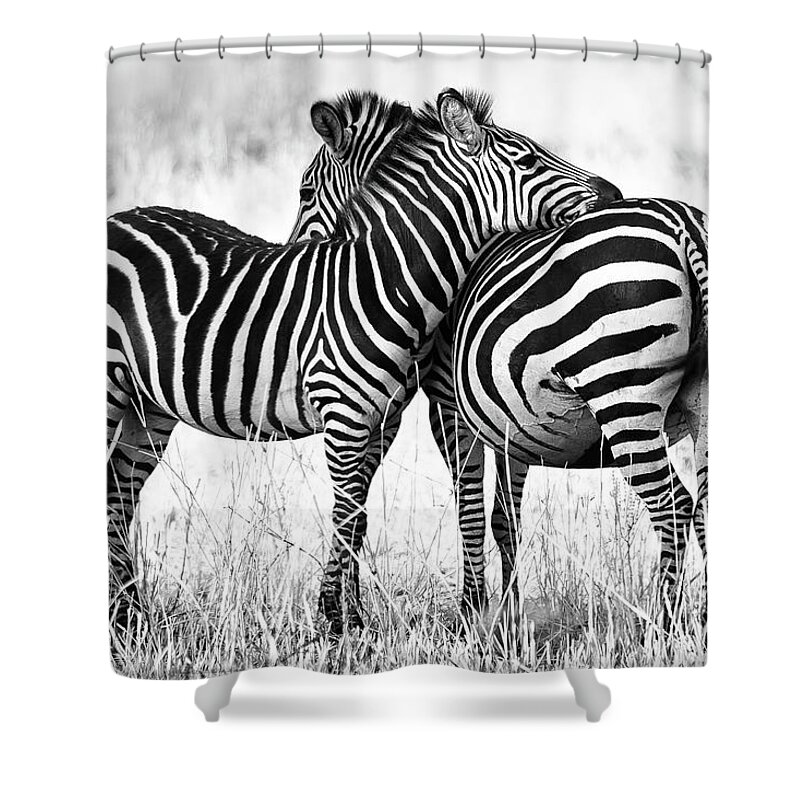 3scape Shower Curtain featuring the photograph Zebra Love by Adam Romanowicz