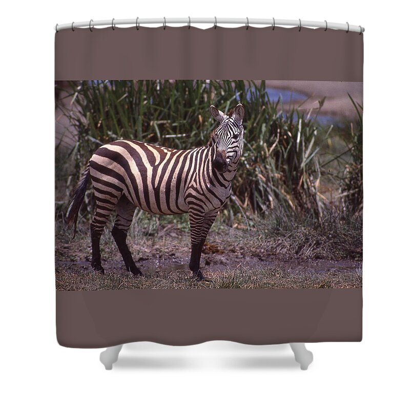 Africa Shower Curtain featuring the photograph Zebra Posing by Russel Considine