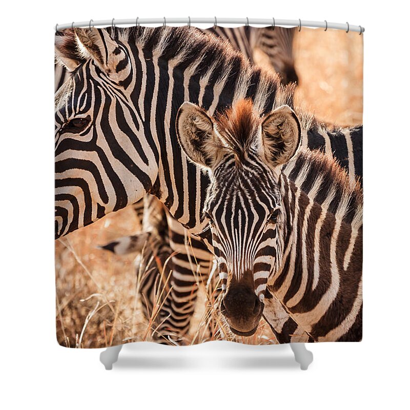3scape Shower Curtain featuring the photograph Zebras by Adam Romanowicz