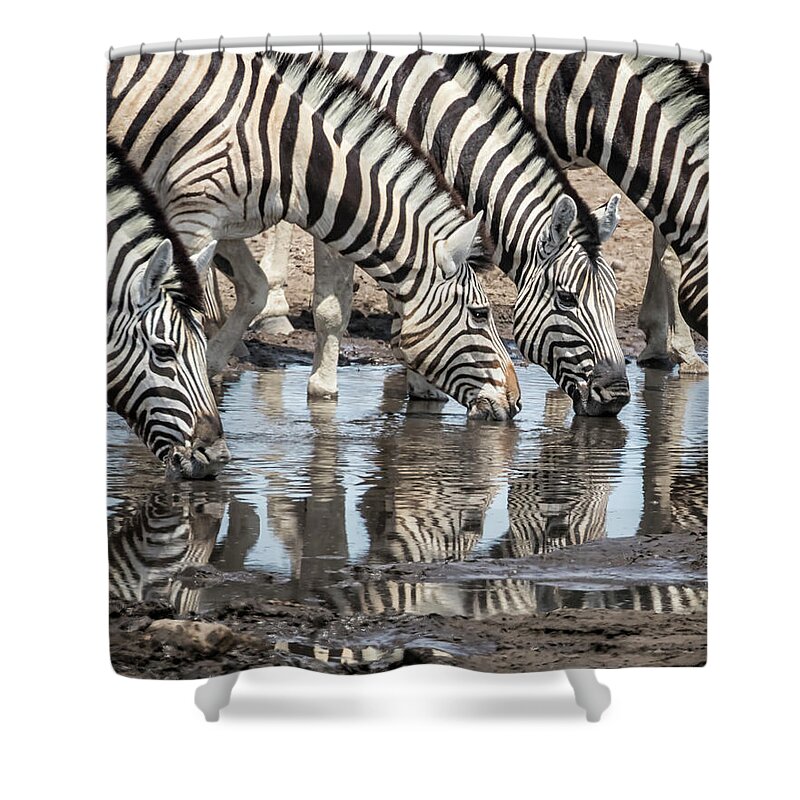 Plains Zebra Shower Curtain featuring the photograph Zebras at Chudob Waterhole by Belinda Greb