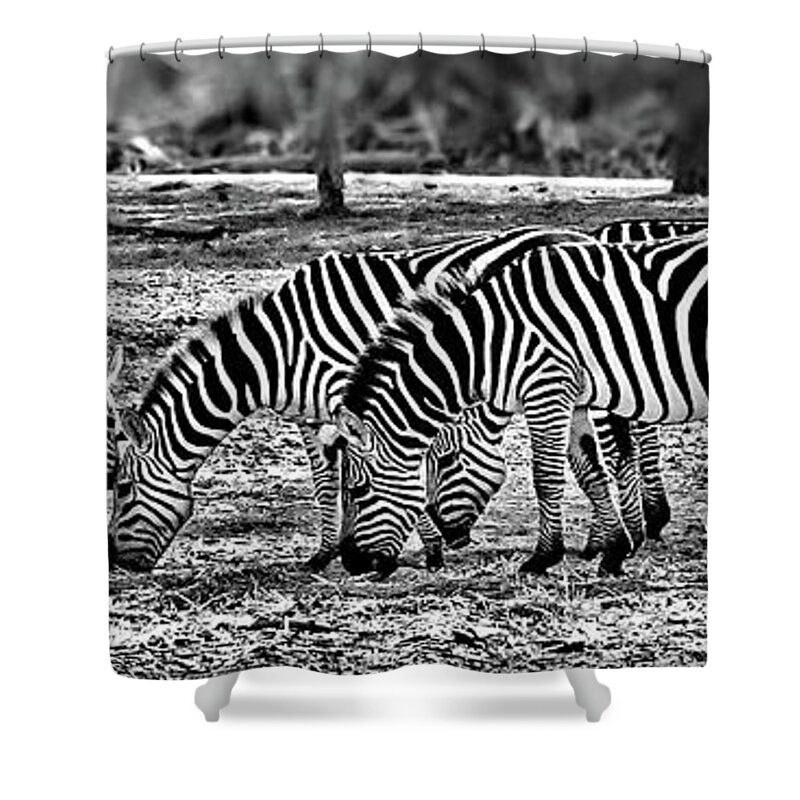 Zebra Shower Curtain featuring the photograph Zebras in Black and White by Lyuba Filatova