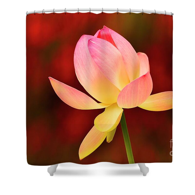 Flower Shower Curtain featuring the photograph Impressions by John F Tsumas