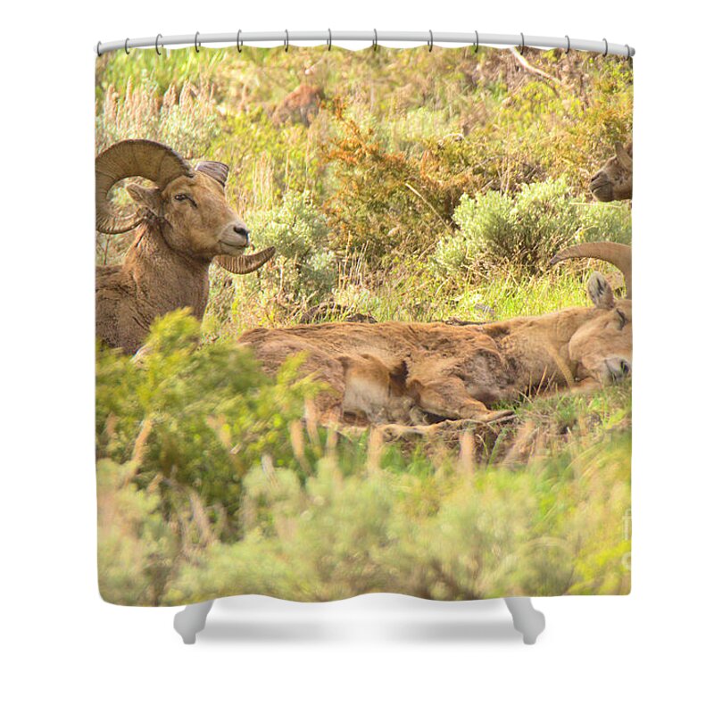 Bighorn Shower Curtain featuring the photograph Zonked Out by Adam Jewell