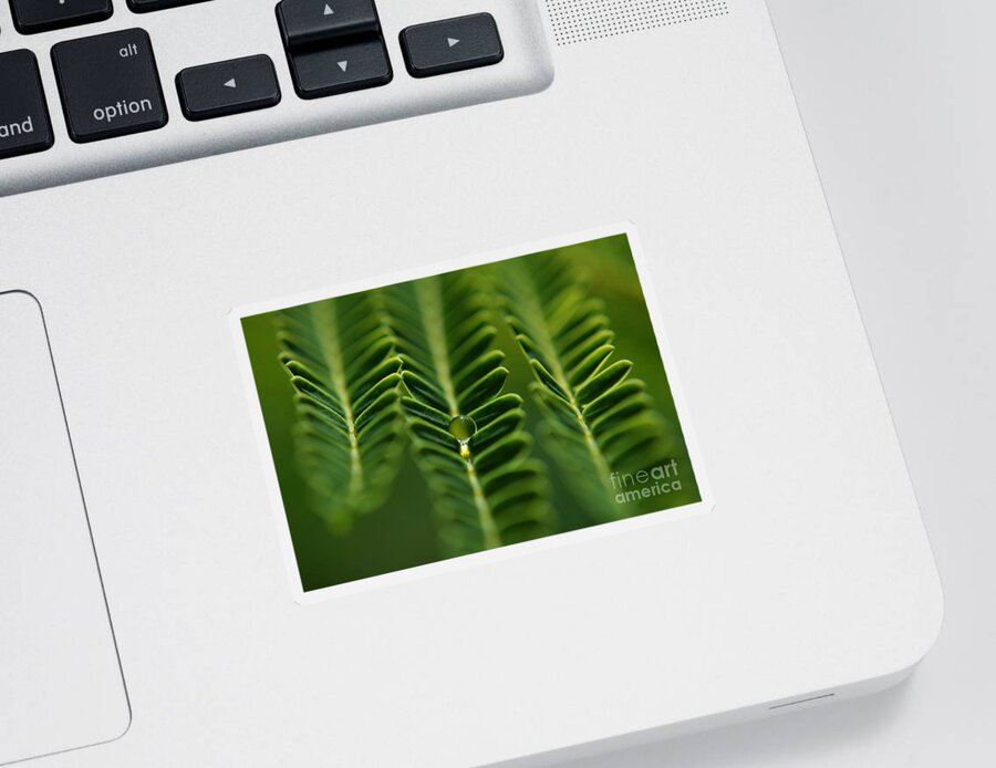 Nature Sticker featuring the photograph A Green Drop by Michelle Meenawong