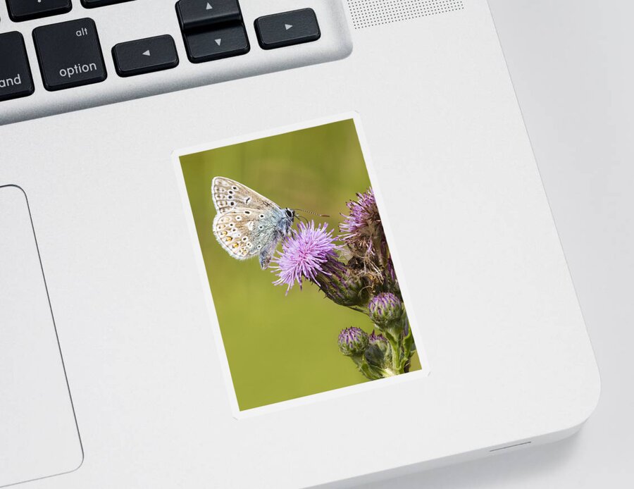 Common Blue Sticker featuring the photograph Blue Butterfly by Chris Smith