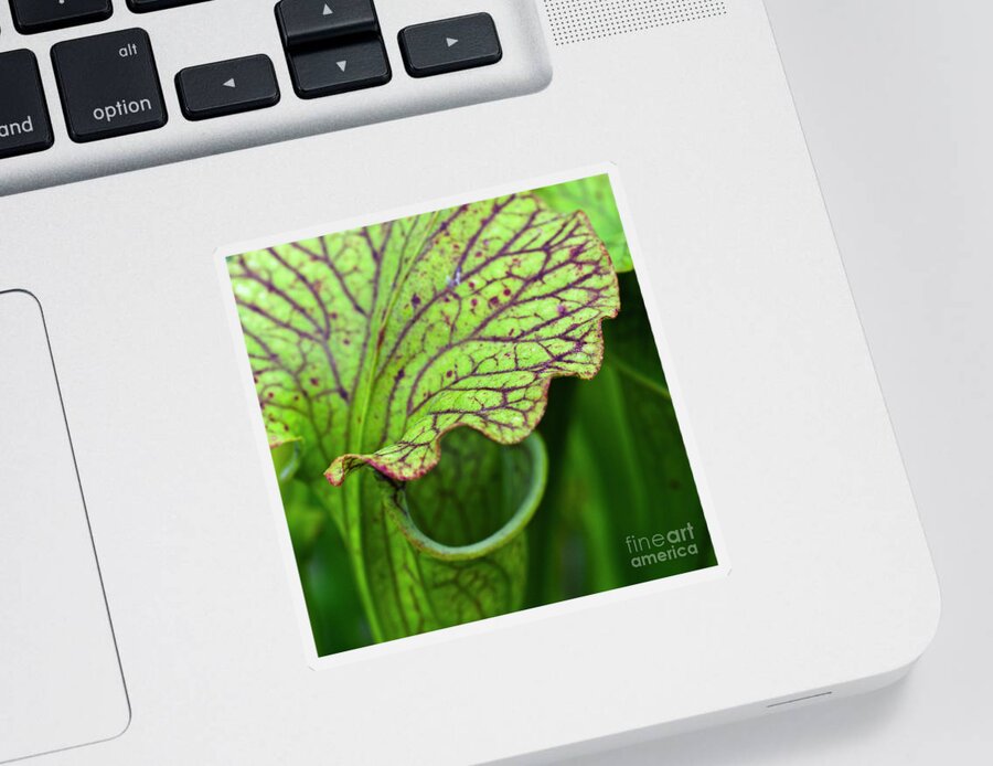 Pitfall Trap Sticker featuring the photograph Pitcher Plants by Heiko Koehrer-Wagner