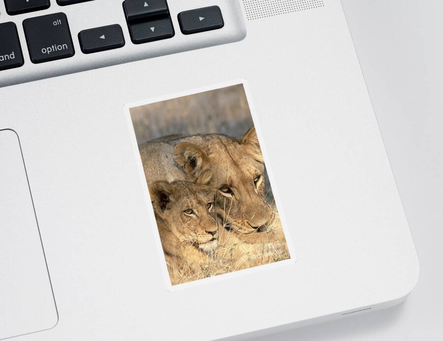 Fauna Sticker featuring the photograph African Lion And Cub Panthera Leo #1 by Art Wolfe