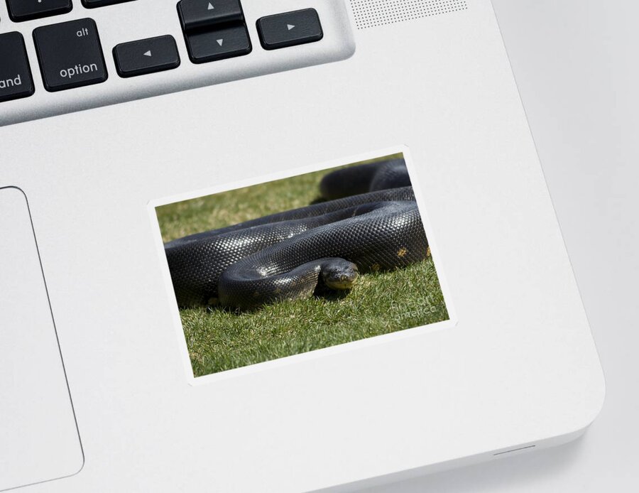 Nature Sticker featuring the photograph Anaconda #1 by Mark Newman