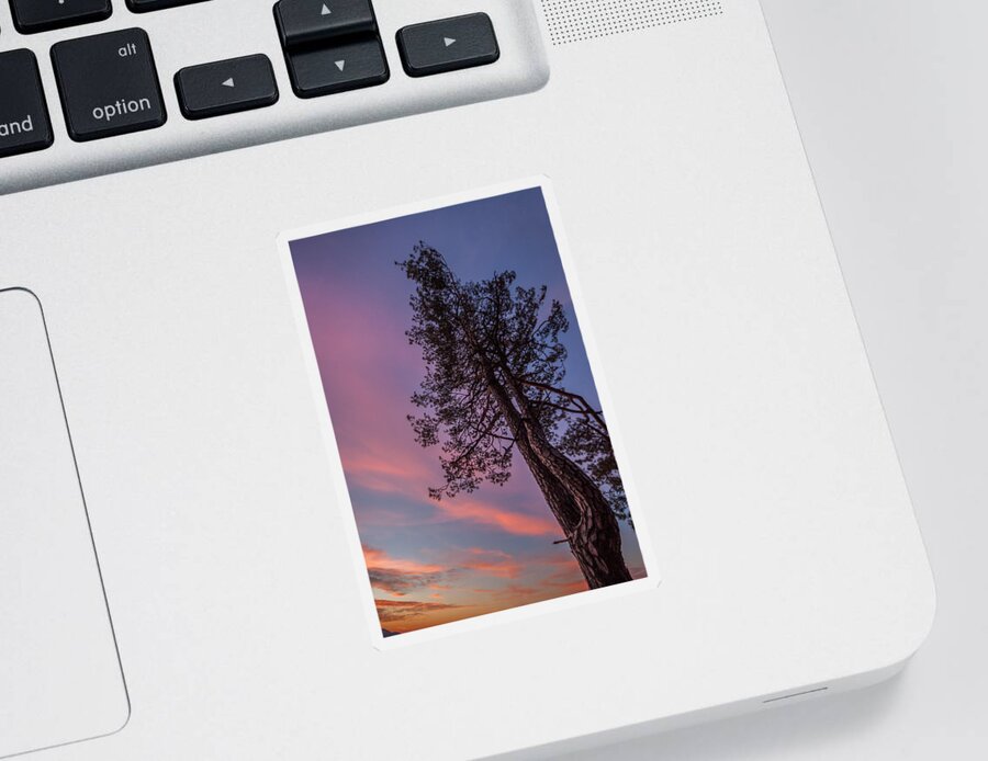 Tree Sticker featuring the photograph Awakening #1 by Davorin Mance
