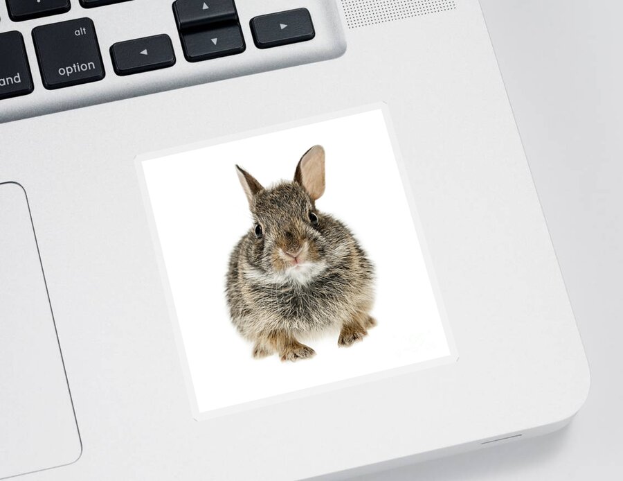 Rabbit Sticker featuring the photograph Baby cottontail bunny rabbit 1 by Elena Elisseeva