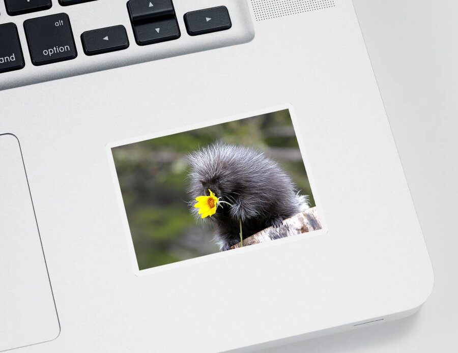 Porcupine Sticker featuring the photograph Baby Porcupine With Flower #1 by M. Watson