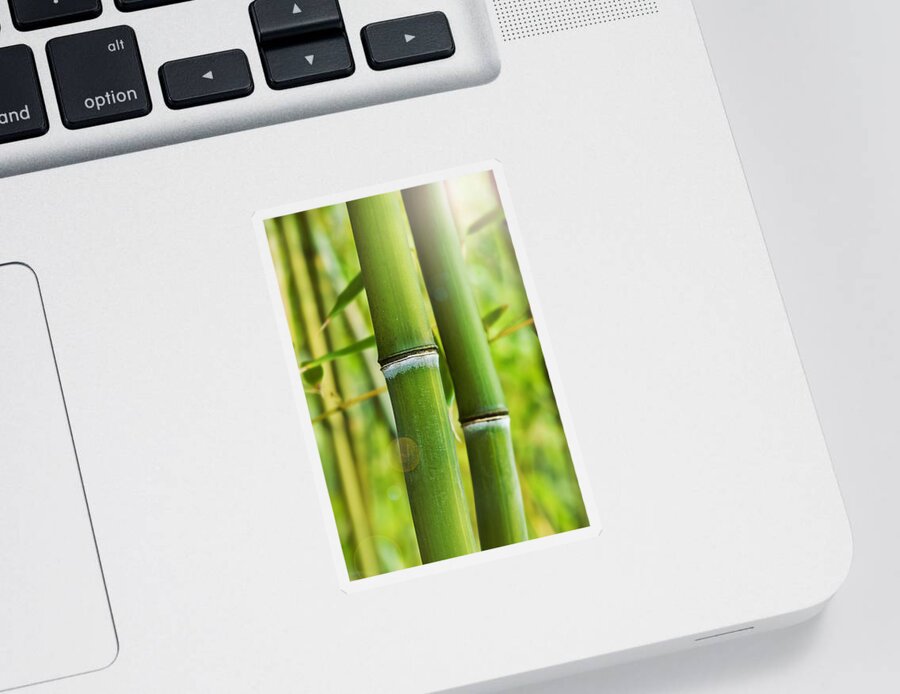 Asian Sticker featuring the photograph Bamboo shoots by Marianne Campolongo
