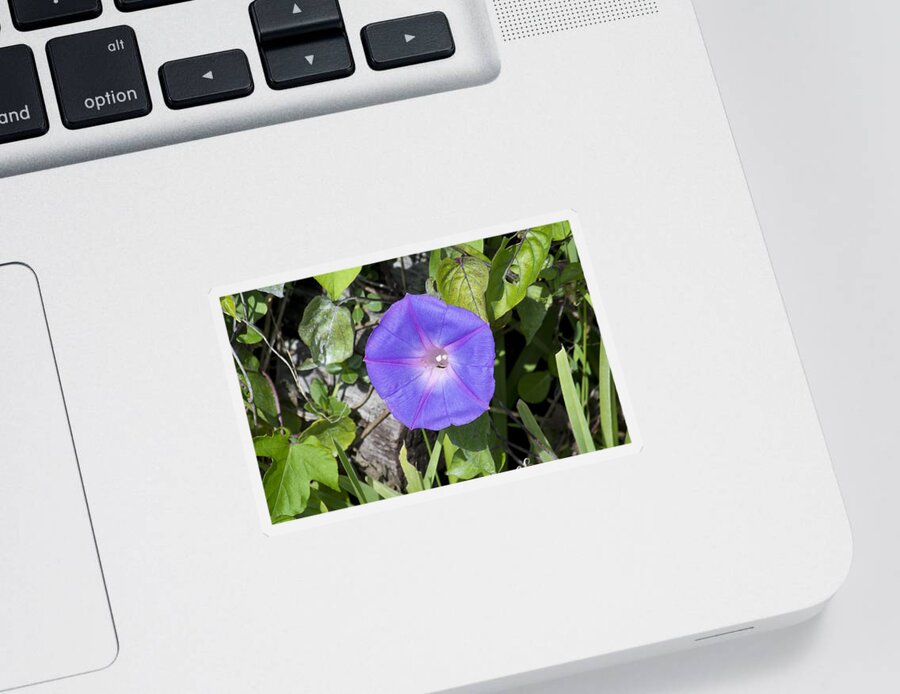 Scenery Sticker featuring the photograph Beach Morning Glory #1 by Kenneth Albin