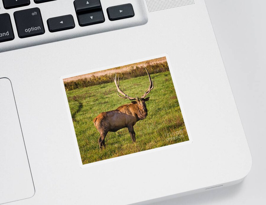 7x7 Sticker featuring the photograph Bull Elk #1 by Ronald Lutz