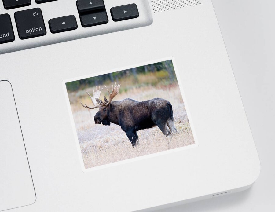 Moose Sticker featuring the photograph Bull Moose #1 by Max Waugh