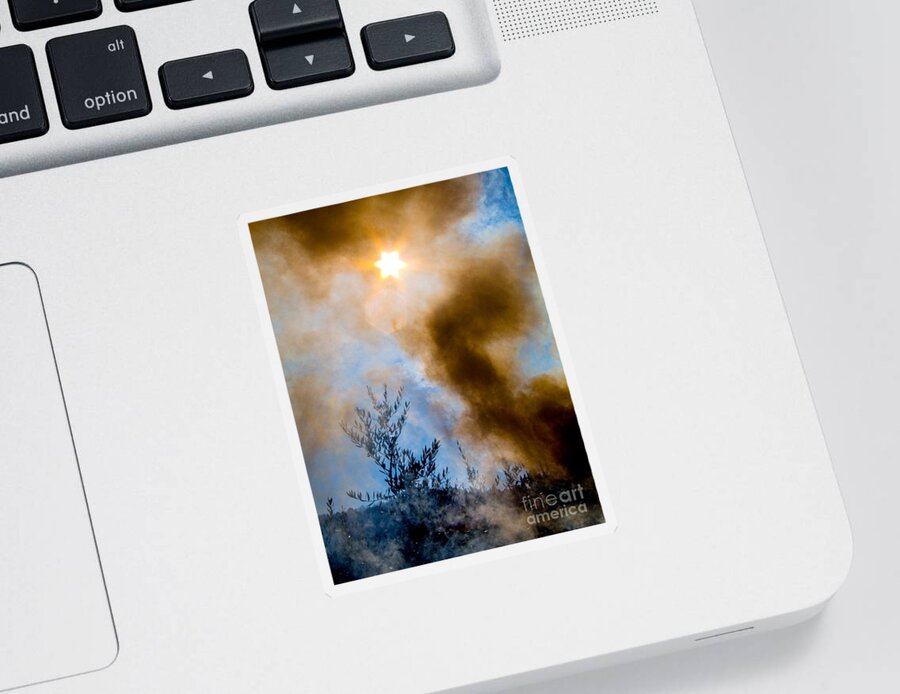 Plant Sticker featuring the photograph Burning Olive Tree Cuttings #1 by Tim Holt