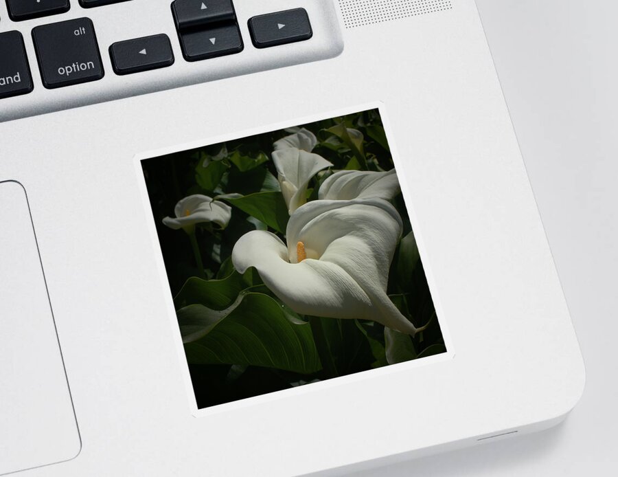 Calla Lilies Sticker featuring the photograph Calla Lilies #1 by Ernest Echols