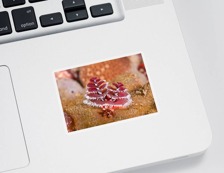 Christmas Tree Worm Sticker featuring the photograph Christmas Tree Worm #1 by Andrew J. Martinez