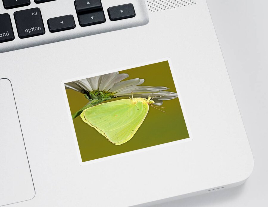 Animal Sticker featuring the photograph Cloudless Sulphur Butterfly #5 by Millard H Sharp