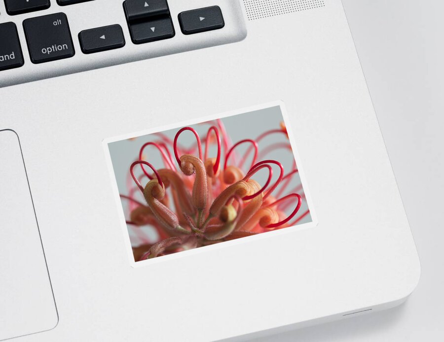 Grevillea Sticker featuring the photograph Curves #2 by Shirley Mitchell