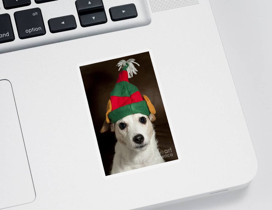 Christmas Decorations Sticker featuring the photograph Dog Wearing Elf Ears, Christmas Portrait #1 by Jim Corwin