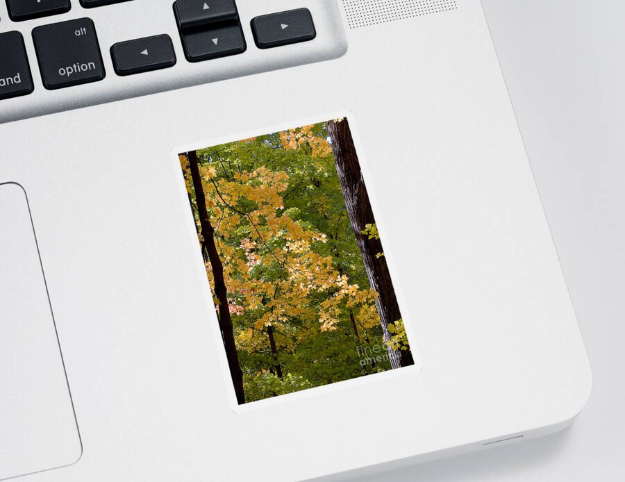 Autumn Sticker featuring the photograph Fall Maples by Steven Ralser
