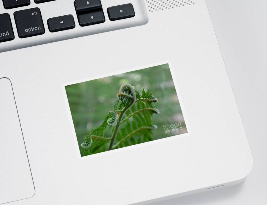Fern Sticker featuring the photograph Fiddle Fern #1 by Robert Meanor