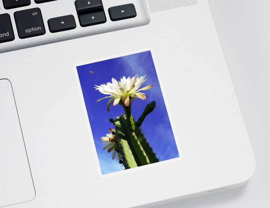 Cactus Sticker featuring the photograph Flowering Cactus 3 by Mariusz Kula