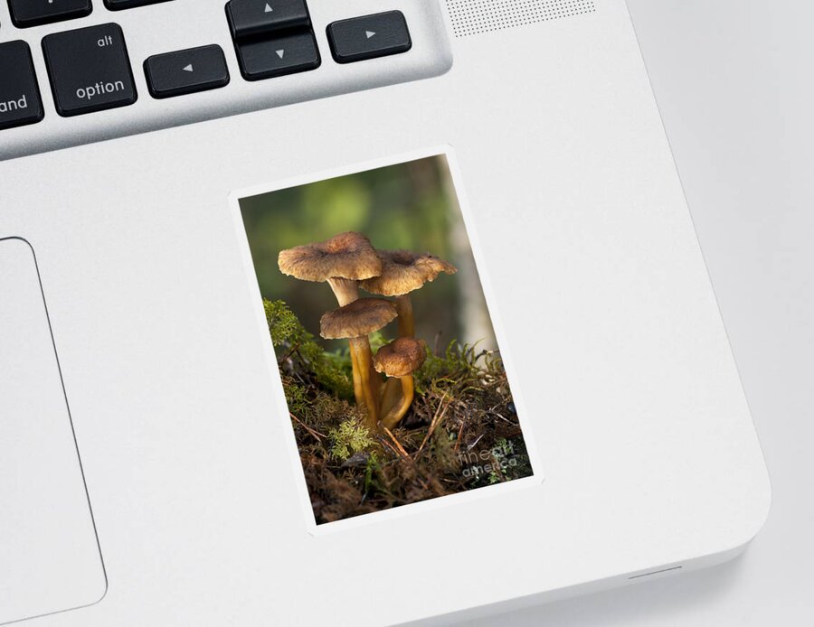 Mushroom Sticker featuring the photograph Funnel Chanterelle Craterellus #1 by Scott Camazine